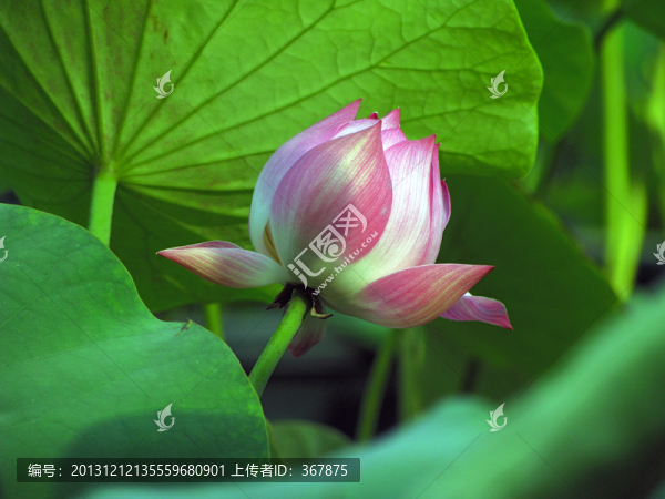 荷花