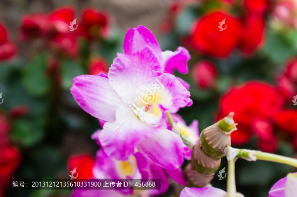 蘭花