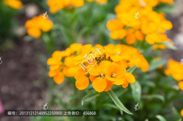 黃色小花