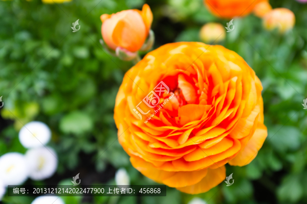 萬壽菊