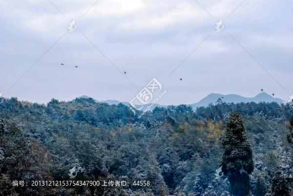 下雪,樹(shù)林