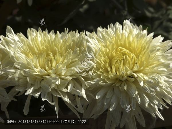 菊花