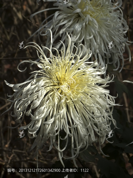 菊花
