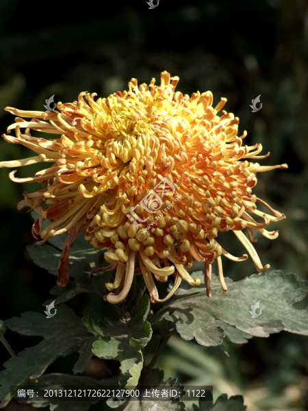 菊花