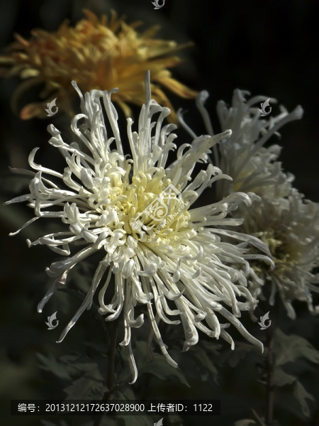 菊花