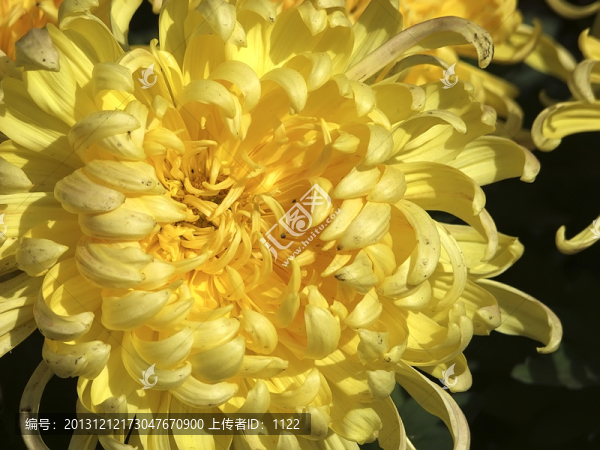 菊花