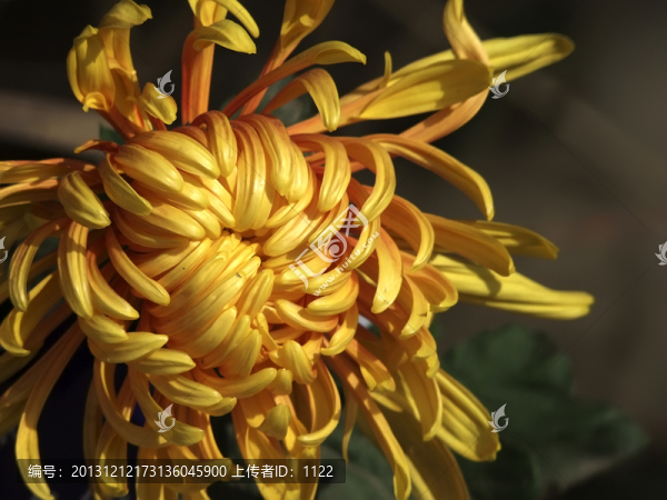菊花