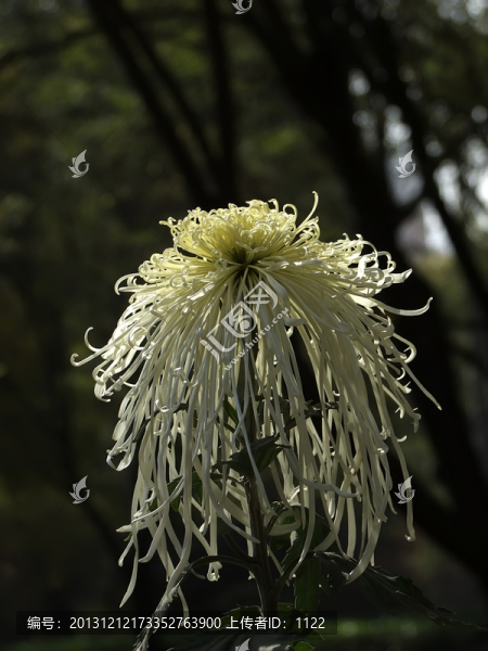 菊花