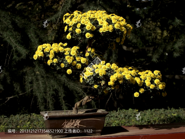 菊花