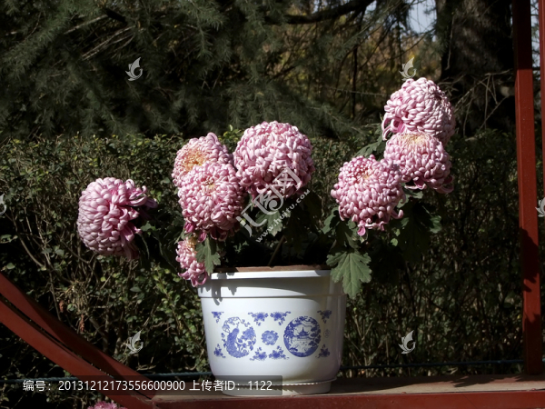 菊花,盆栽