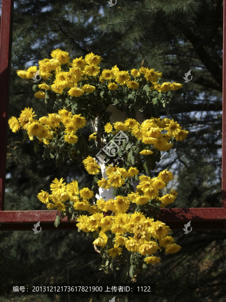 菊花
