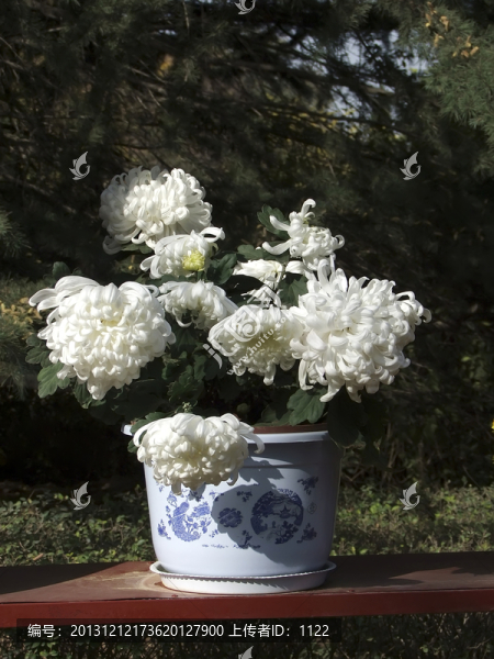 菊花