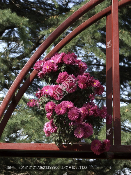菊花