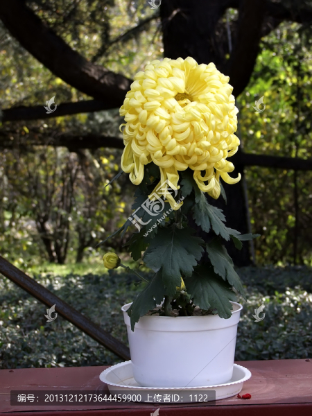 菊花