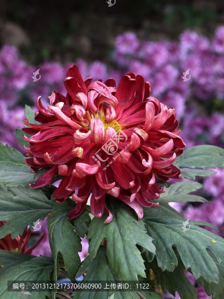 菊花