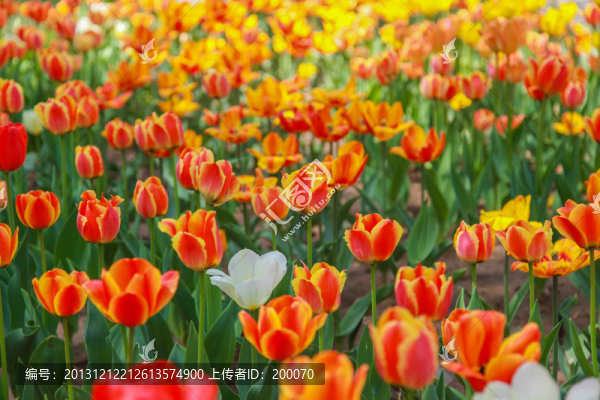 花海郁金香