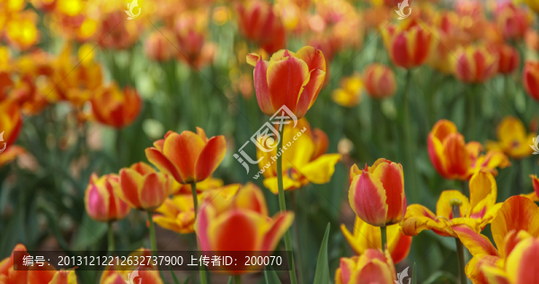 郁金香花海
