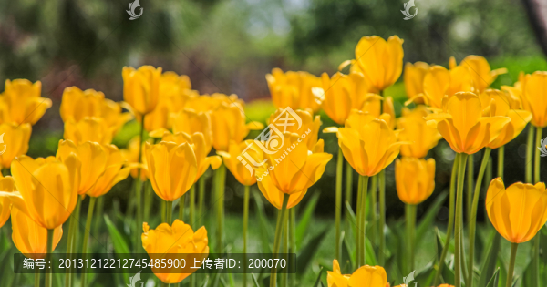 郁金香花叢