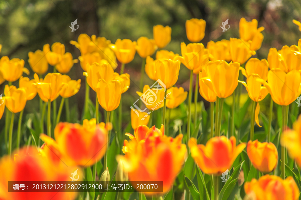 綻放的花朵