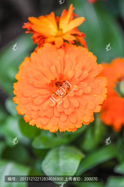 美滿的菊花