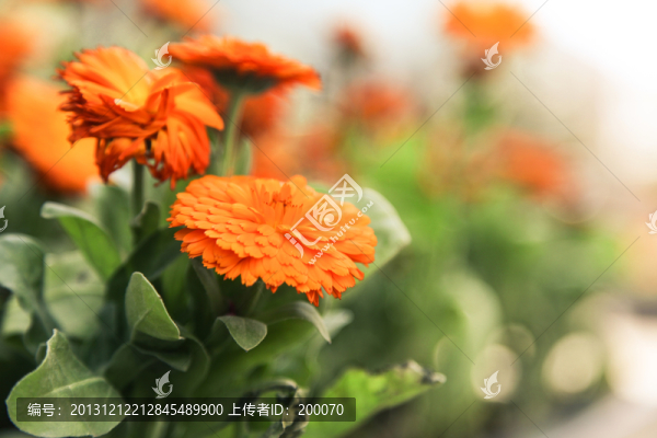 路邊花朵