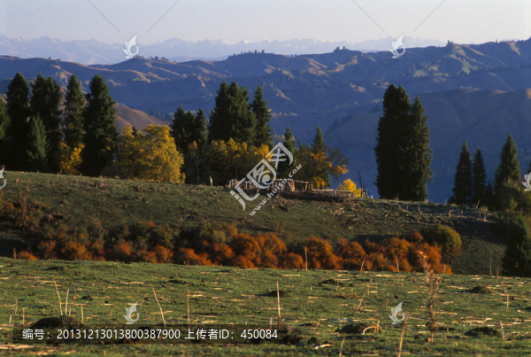 天山秋色,天山牧場(chǎng),庫爾德寧