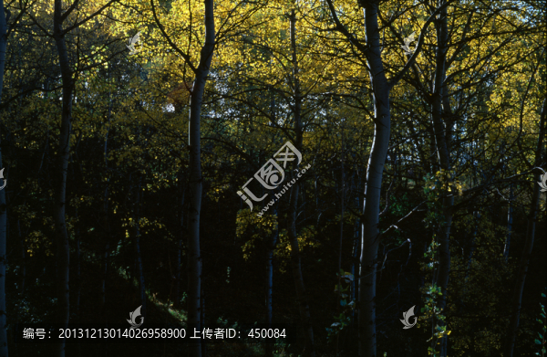 天山秋色,黃樹葉,秋天的風(fēng)景