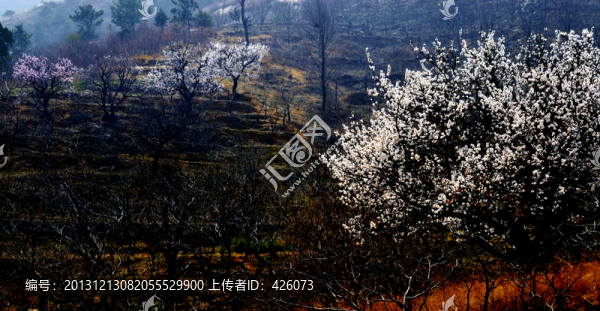 大山深處梨花開