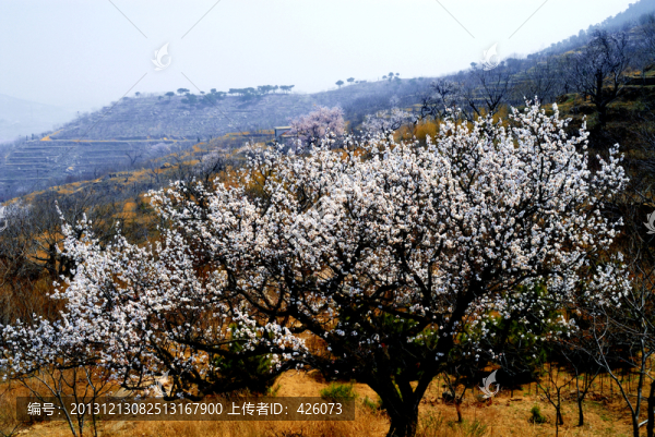 大山深處梨花開