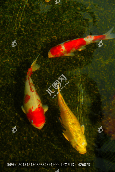 錦鯉魚