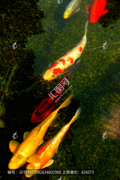 錦鯉魚