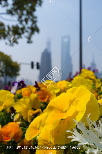 世紀(jì)大道盆景