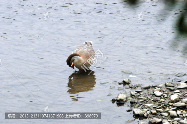 鵝