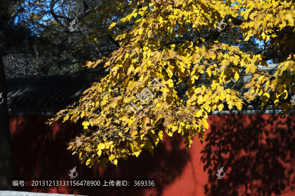 大覺(jué)寺的銀杏樹(shù)