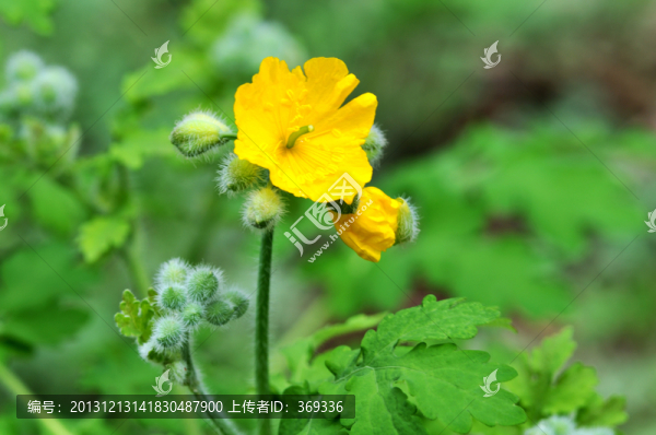 白屈菜