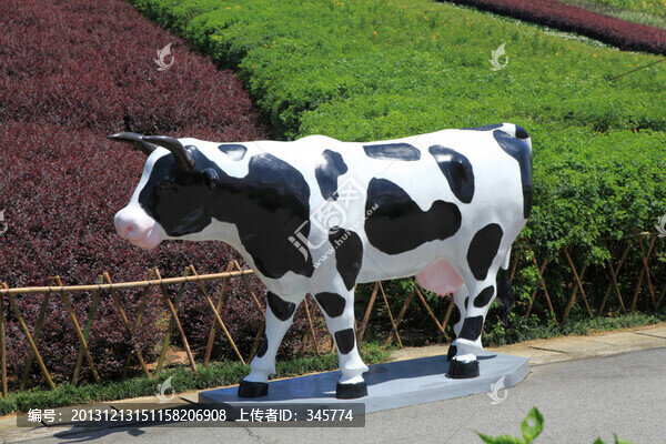 奶牛