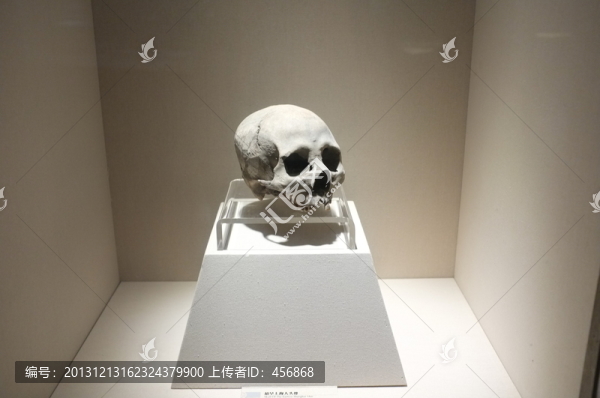 頭蓋骨