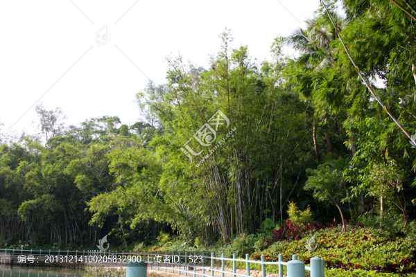 竹林風景