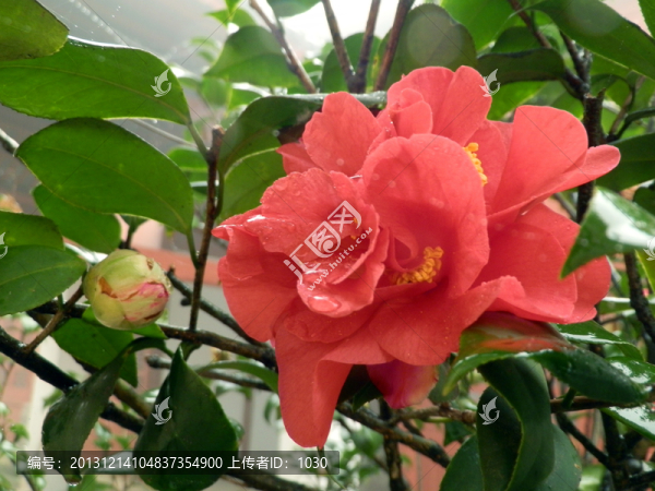 山茶花
