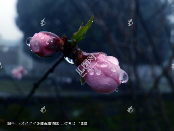 雨中的花蕾