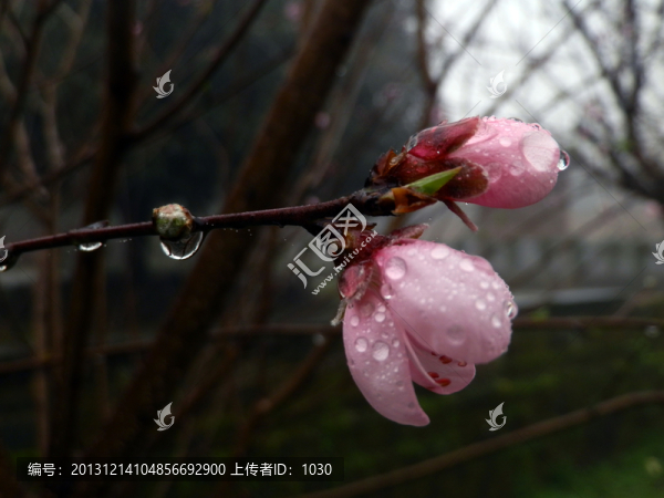 雨中的花蕾