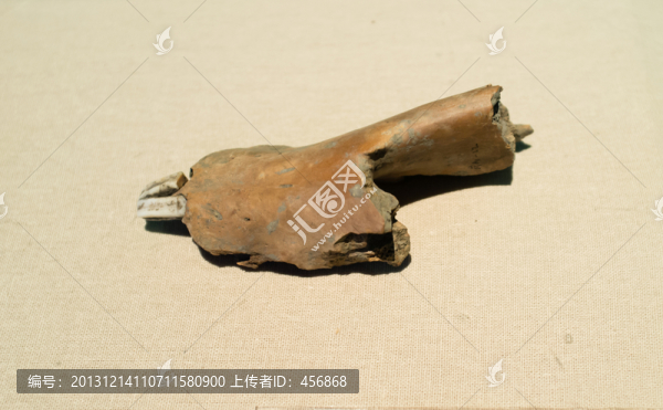 野豬上頜骨