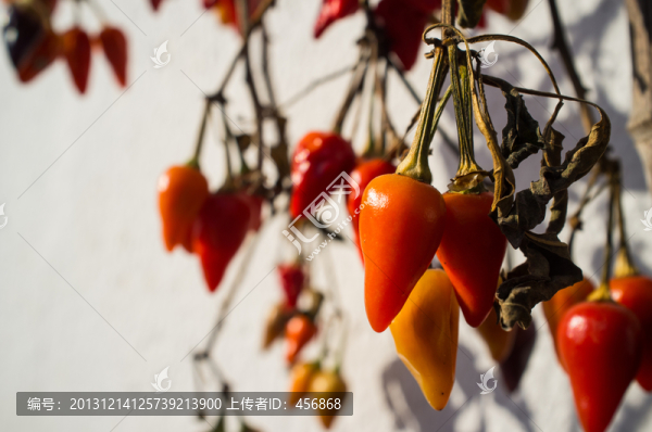 小辣椒