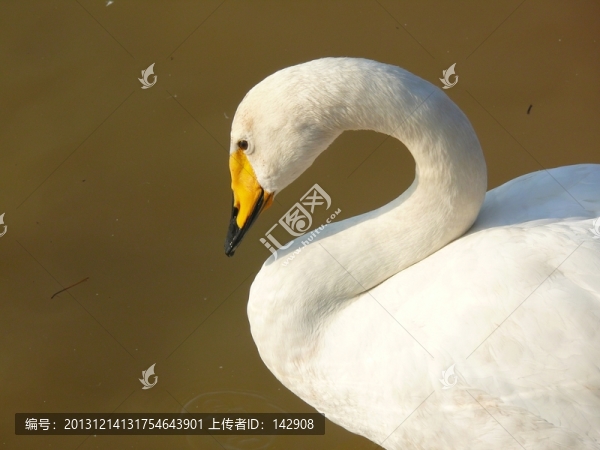 白天鵝