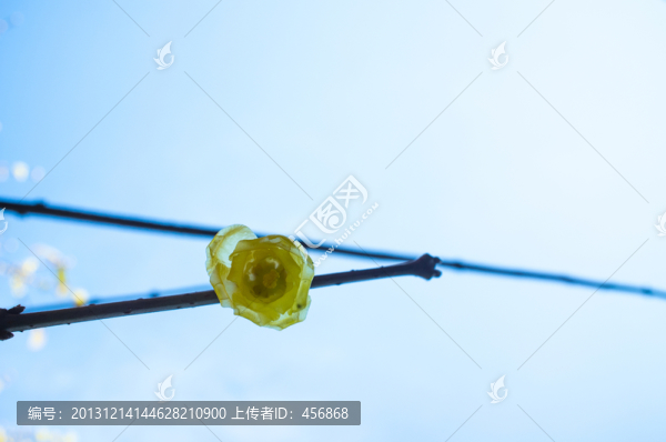 臘梅花