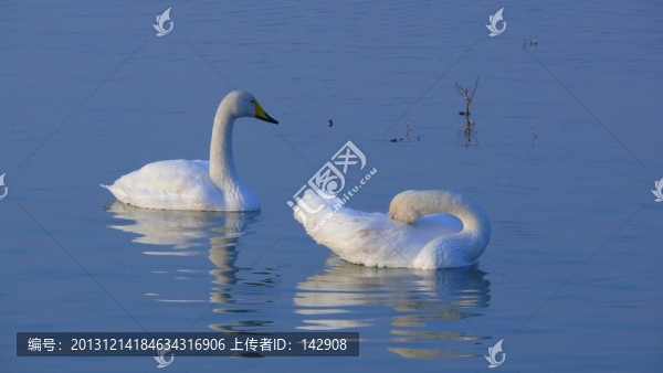 白天鵝