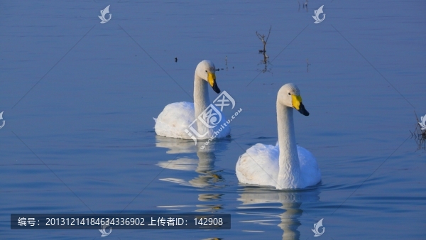 白天鵝