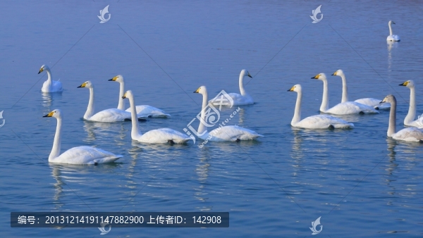 白天鵝