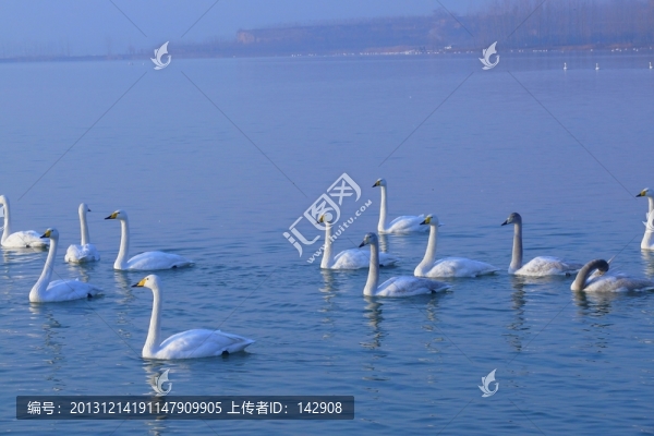 白天鵝