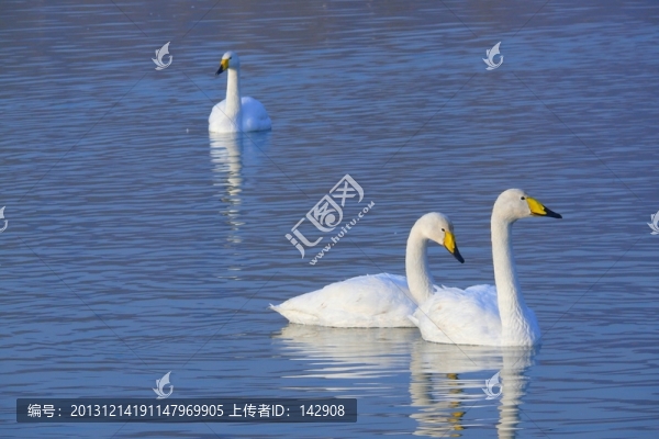 白天鵝